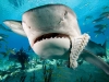 thumbs Galeocerdo cuvier Tiger shark eating fish Photos
